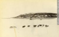 Dog teams at Rigolet, Labrador, NL, 1898