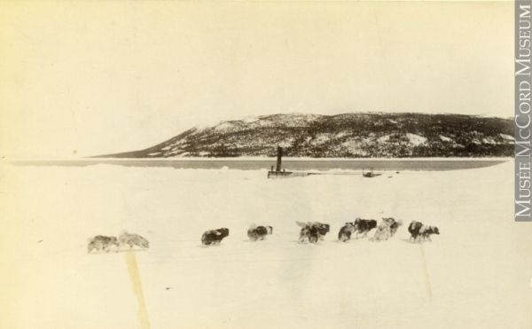 Dog teams at Rigolet, Labrador, NL, 1898 Dog teams at Rigolet, Labrador, NL, 1898