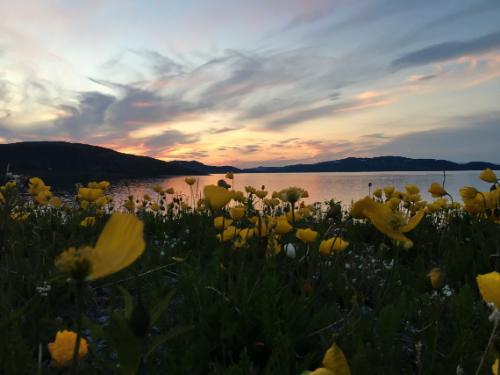 Arctic poppies in Nain