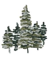 Illustration of spruce trees