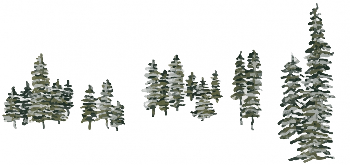 Illustration of spruce trees