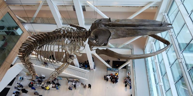 image of altum the blue whale suspended at the whale atrium