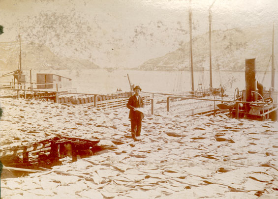 Codfish spread for drying at Job Brothers & Co., north side premises, St. John's harbour
