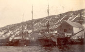 S.S. "Diana" discharging seals at Job Brothers & Co. south side premises, St. John's harbour