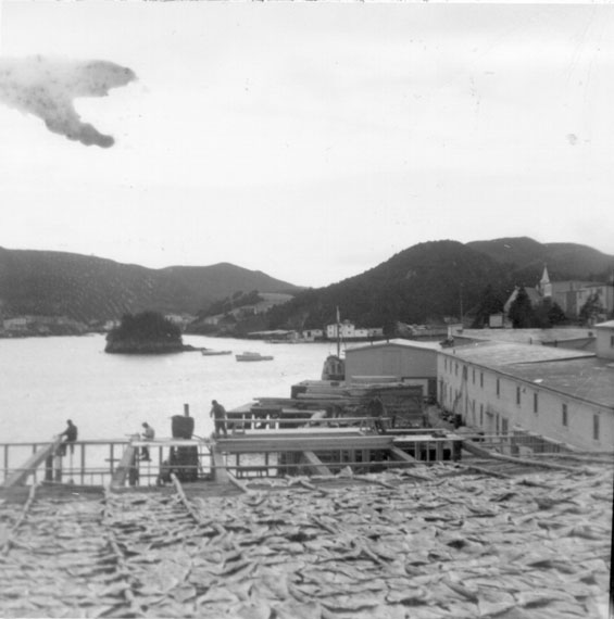 Drying fish on flakes at W. W. Wareham's premises Harbour Buffett, Placentia Bay.