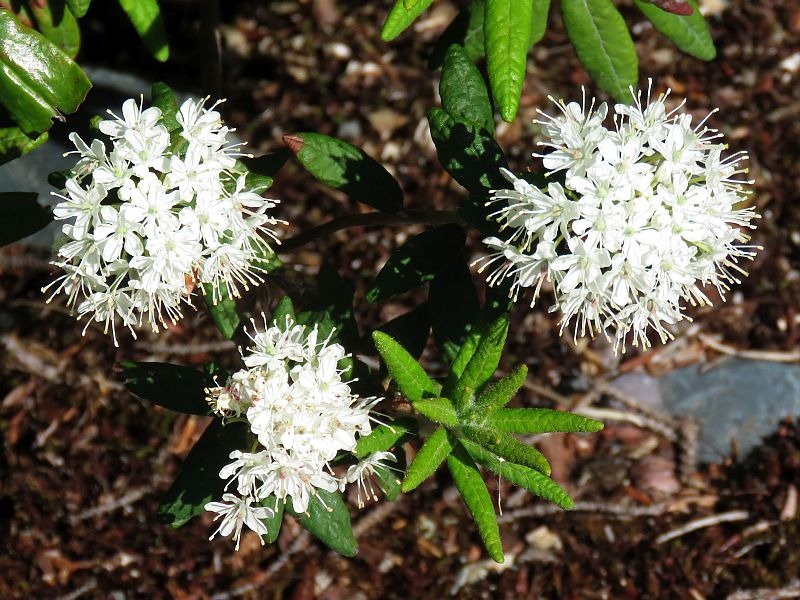 Rhodo