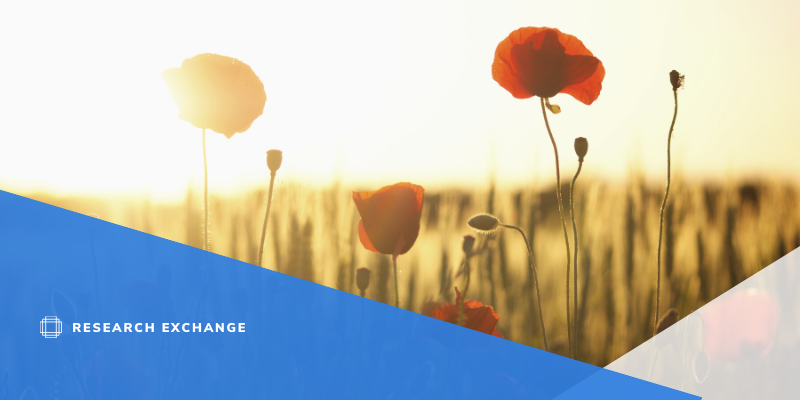 Photo of poppies in a field. It is sunny, and the flowers are backlit. 