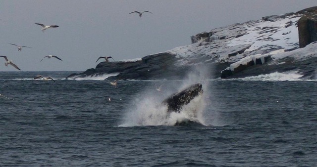 A picture of a humpback whale in the Atlantic Ocean