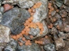 ssalar04 - eggs in gravel