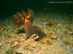 Orange Footed Sea cucumber