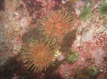 Northern Red Sea anemone
