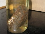 Preserved Sea mouse