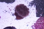 Frilled Sea anemone
