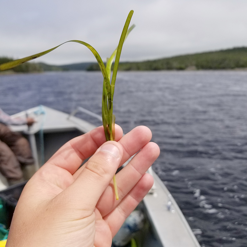 MARINE-Eelgrass-