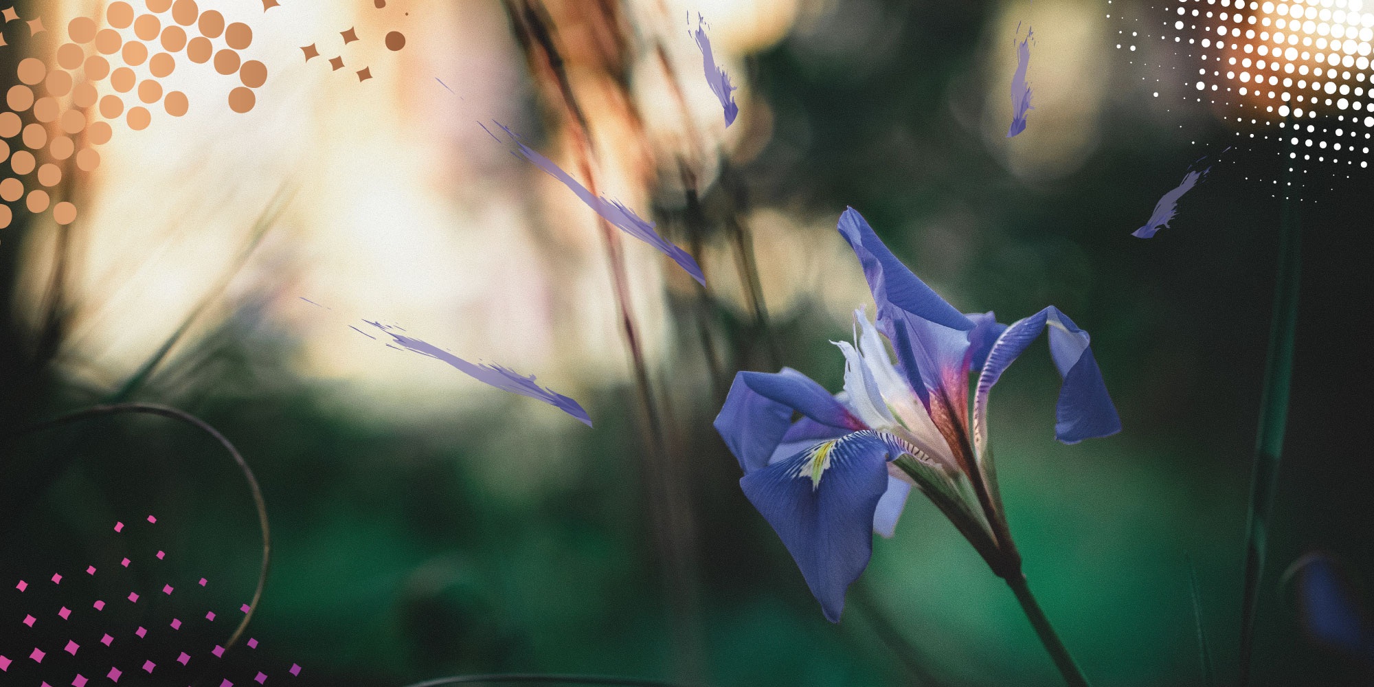Image of wild iris, purple streaks of paint and halftone overlay. Photo credit: arthur-marshall