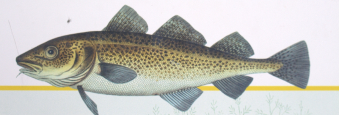 Image of an Atlantic Cod