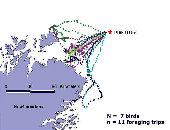GPS tracks of free-ranging gannets foraging from Funk Island. (Garthe et al.)