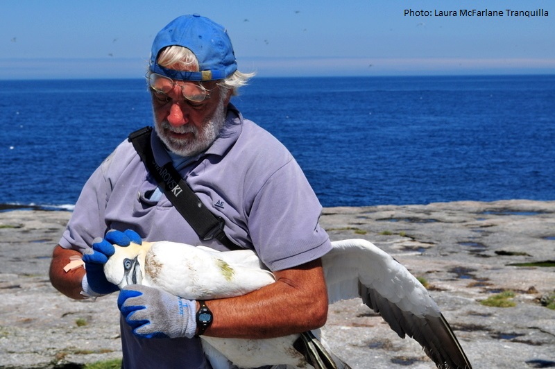 Bill Montevecchi holding Gannet Funk Island (photo Laura McFarlane Tranquilla)