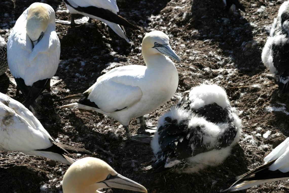 A bird with an earth and Oceans Geo-LT logger attached 