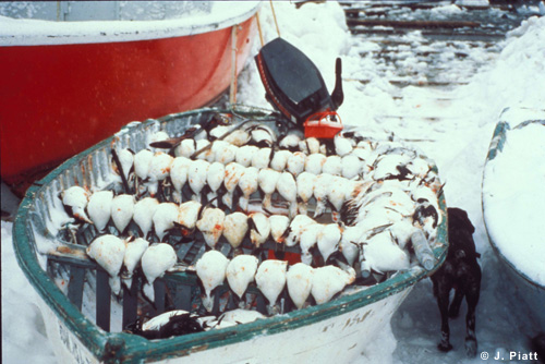 Marine Bird Interactions With Fishing & Hunting Activities, Dr. W. A.  Montevecchi