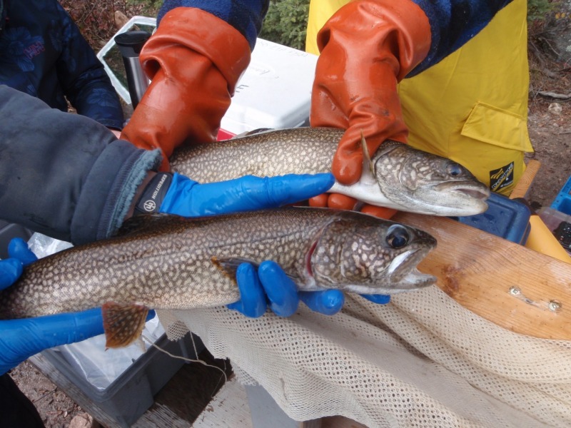 Photo of people wearing orange and blue gloves holding trout. Submitted.