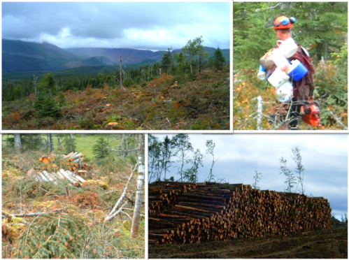 forestry images