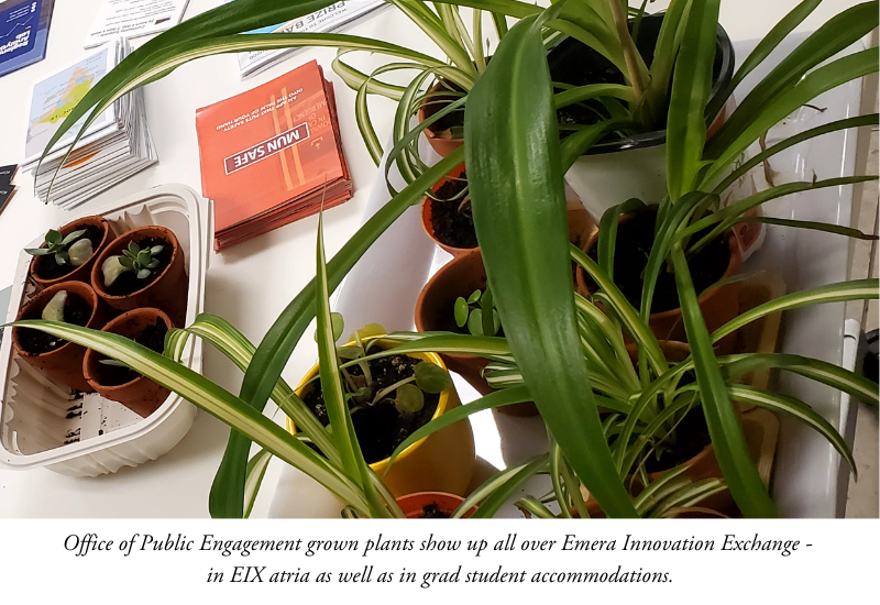 Plants home grown at the Office of Public Engagement