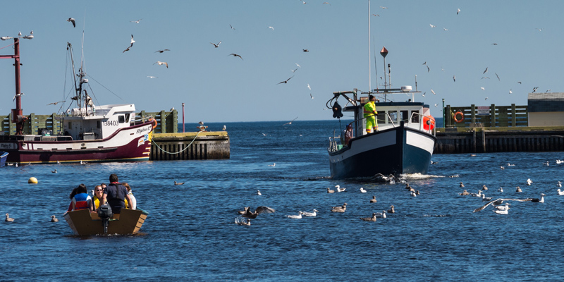 Social enterprise in N.L.